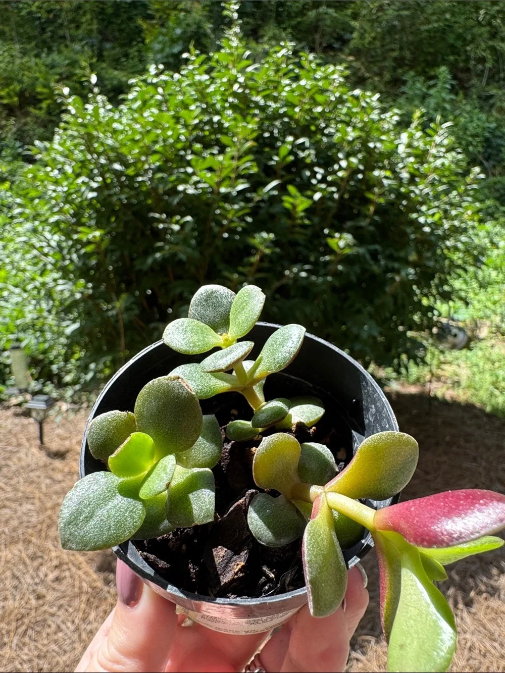 Jade Plant Starter - Rooted